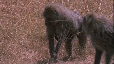 Mother baboon chews from long grass while baby clings at her belly