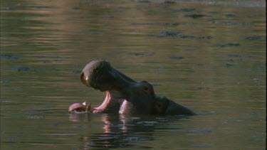 Big Hippo yawn side view