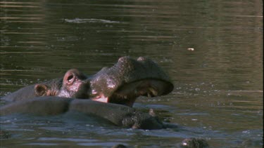 Hippo in river lets out massive yawn see teeth and jaw