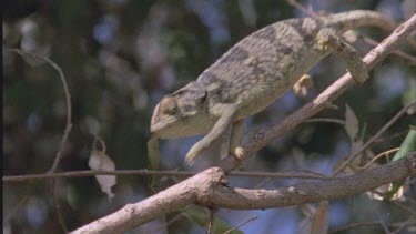 chameleon walking along branch backwards and forwards