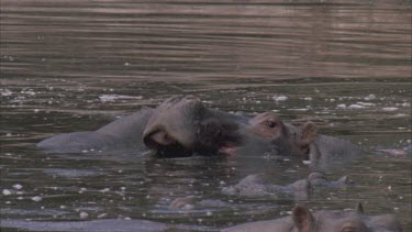 hippo yawns, mouth opening