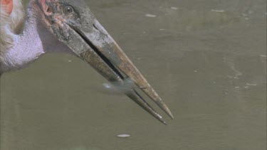 marabou stork with fish in beak wiggling