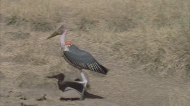 marabou stork walks away