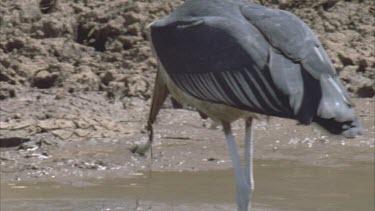 catches fish from in muddy waterhole