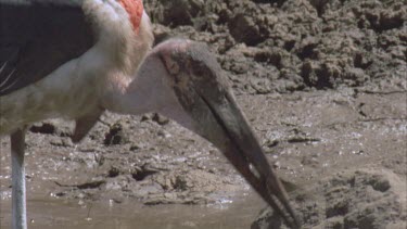 catches catfish from in muddy waterhole