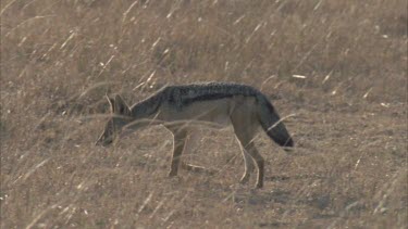 running through grass and past hyena beautiful afternoon light