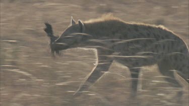 running away with piece of carcass in jaws