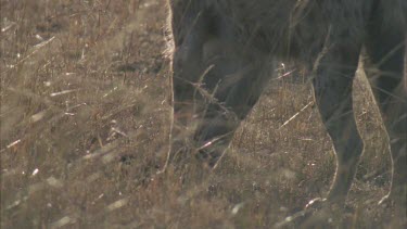 walking away with piece of carcass in jaws skin