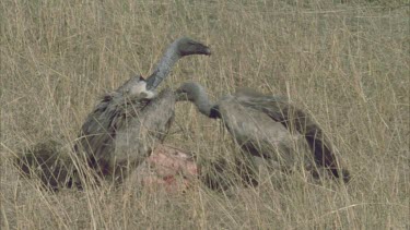 2 vultures at carcass