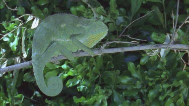 chameleon catching sitting on branch with curled prehensile tail