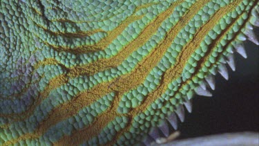 scaled pattern of green and rust colored throat pouch tilt to eye