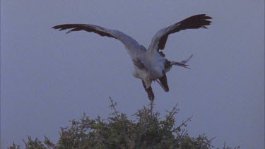 secretary bird scratching itself