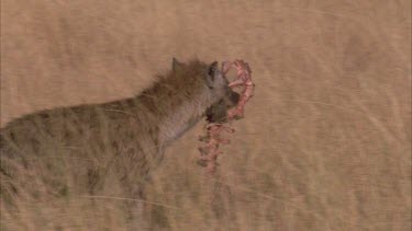 hyena running slowly with meat in its mouth