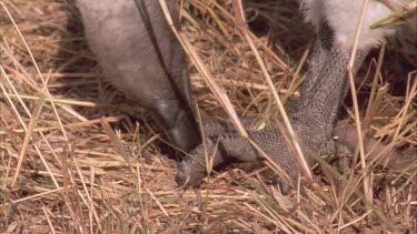 vulture eating the remains of zebra starlings from under its