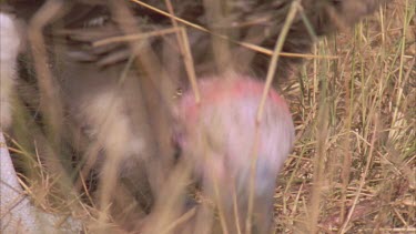 bird in small clearing of grass hops out of screen