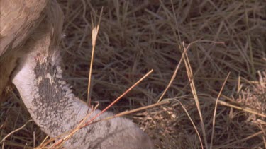 mainly grass and the head of a vulture, some nice head shots