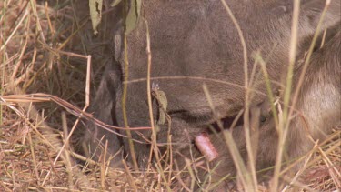 head of a hyena eating meat in midst of grass