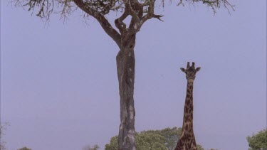 a group of zebras standing, camera pans up to the top of a giraffe standing behind them, contrasts height