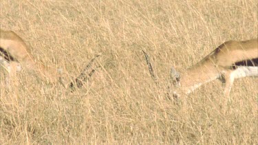 two Thomson's Gazelles fighting rutting in long grass, one Thomson's Gazelle eating