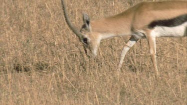 two Thomson's Gazelles fighting rutting