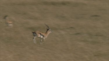 Tommy running across plains