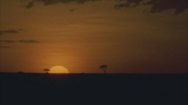 a sun is setting almost completely, two black trees in horizon