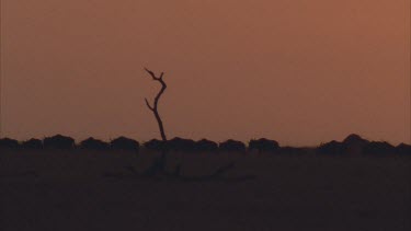 sunset, camera pans across the herd of animals with a red sky