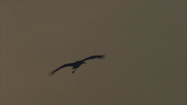 stork in flight silhouette against dark grey sky