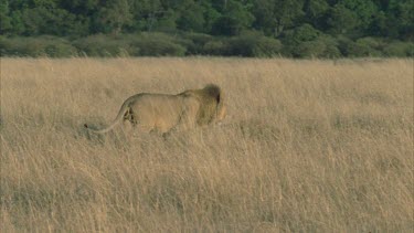 solitary lion walks through grass