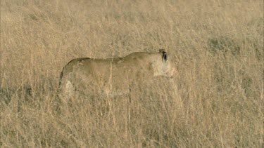 solitary lioness walks through grass and behind a shrub