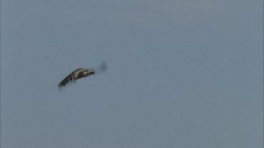 vulture flying and landing on top of tree