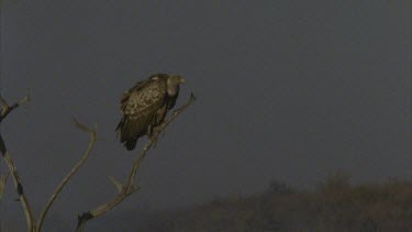 vulture sitting on bare, solitary treetop, plains all around