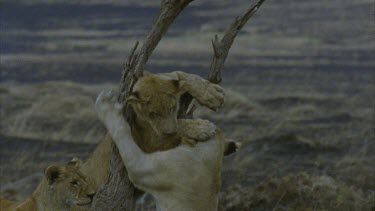 one lion pushes the others head playfully, three heads one top of each other, looks posed, beautiful shot, head of one on others back,