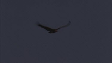 vulture in flight