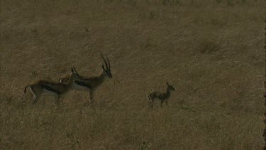 Tommy calf with two adults standing