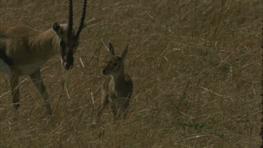 Tommy calf with two adults grazing tries to suckle