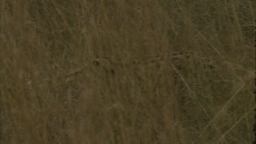 serval cat walks slinks through grass is very camouflage