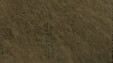 serval cat walks through grass, camouflage