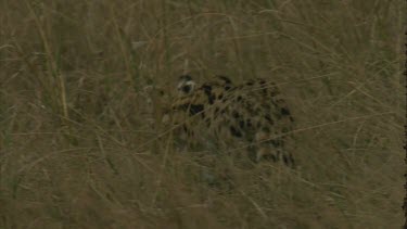 back view, serval cat walks, sits up, looks around, clear shot of dots on back