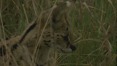 view of head, clear, serval cat walks through grass, beautiful shot