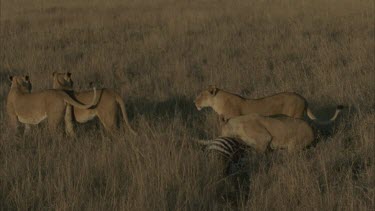 fifth lion join, three lions start eating, two stand guard watch