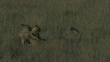 3 lioness play fight in long grass