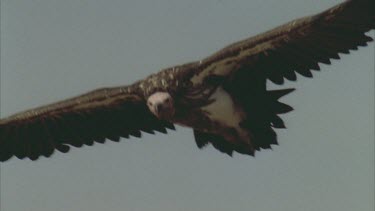 vulture flying