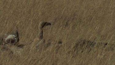 vultures eating