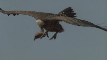 vultures landing to eat zebra remains