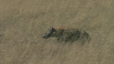 hyena runs into shot and takes carcass from vulture