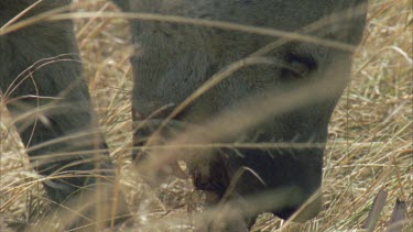 hyena scavenges on carcass chewing gnawing on bones