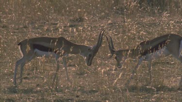 two rutting males