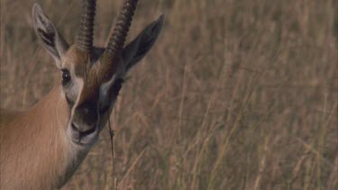 male scent marking from eye