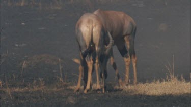 males rutting and scent marking